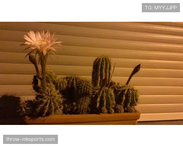 帕尔默是否昙花一现？高光表现能否持续